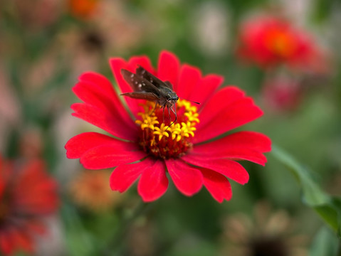红色百日菊和中华谷弄蝶