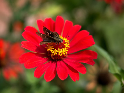 红色百日菊和中华褐弄蝶