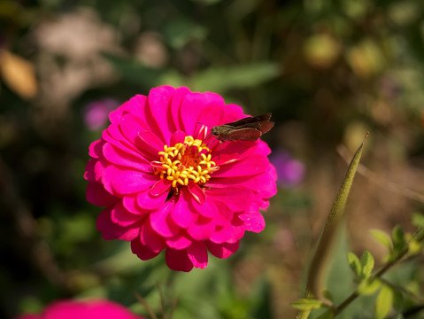 中华谷弄蝶和玫红色百日菊
