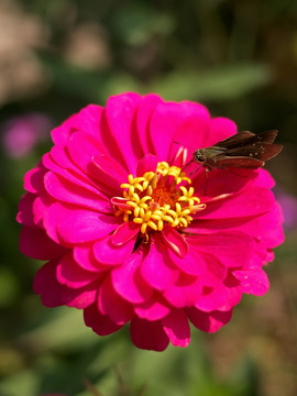 中华谷弄蝶和百日菊