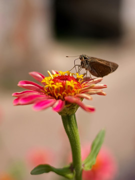 百日菊和中华褐弄蝶