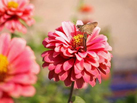 中华谷弄蝶和粉色百日菊