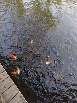 鲤鱼 红鲤鱼 鲤鱼