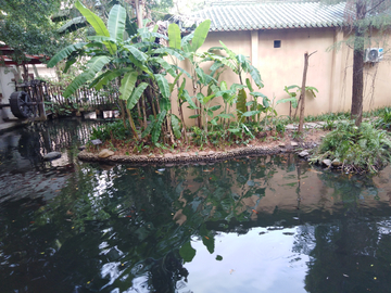 农村 芭蕉树 香蕉树