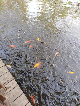 鲤鱼 红鲤鱼 鲤鱼塘
