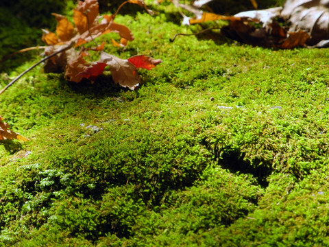 秋日里的苔藓