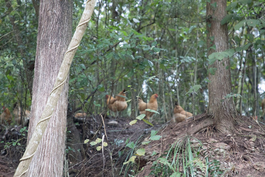 土鸡