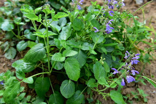 丹参种植基地