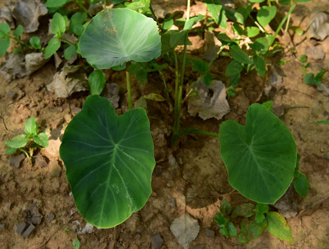 芋头种植