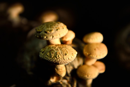 香菇花菇蘑菇