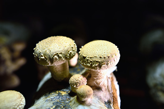 香菇花菇蘑菇