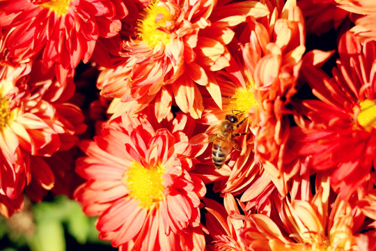 深秋败花中的蜜蜂