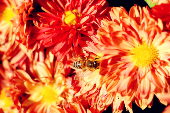 深秋败花中的蜜蜂