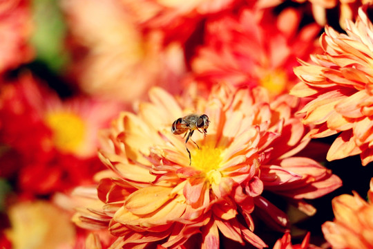 深秋忙碌的蜜蜂