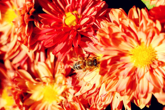 深秋忙碌的蜜蜂