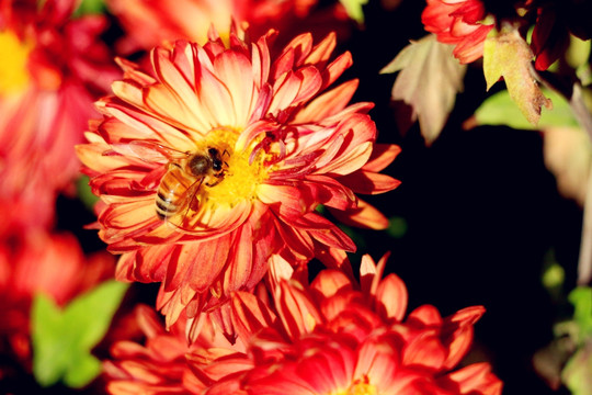 荷兰菊和蜜蜂