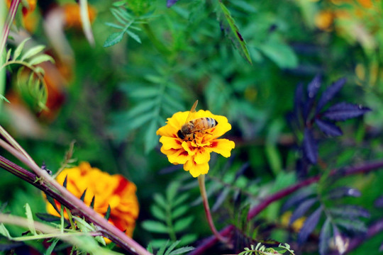万寿菊和蜜蜂
