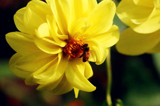 大丽花丛中的辛勤蜜蜂