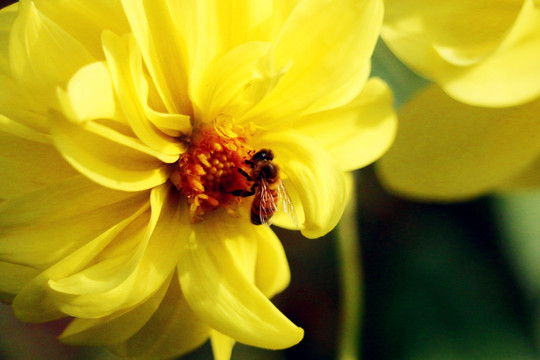 大丽花丛中的辛勤蜜蜂