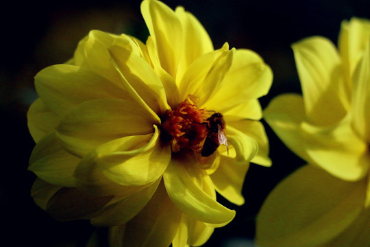 大丽花蕊中的蜜蜂