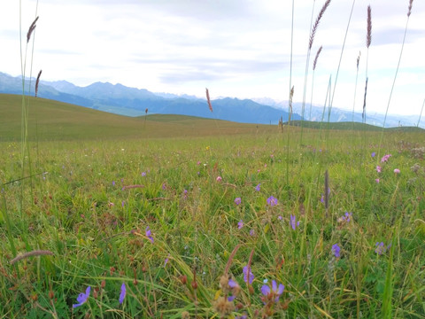 新疆喀拉峻草原自然风光