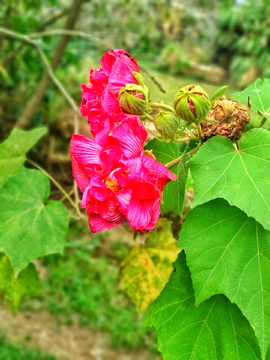 木芙蓉花