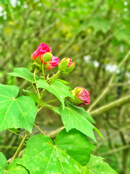 木芙蓉花