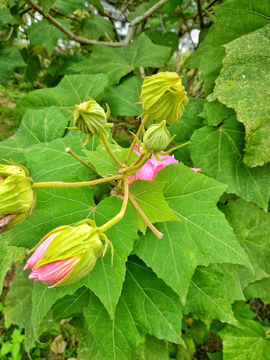 木芙蓉花