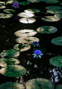 莲花池蓝色莲花