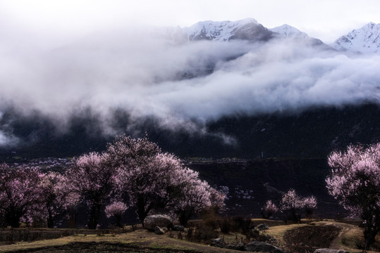 林芝桃花