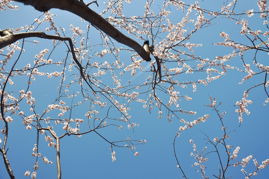 满树桃花开