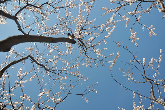 桃林花开