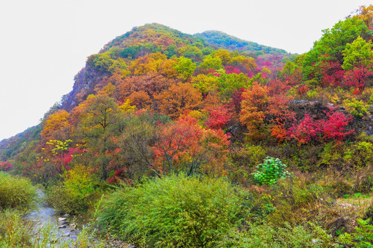 长白山生态森林