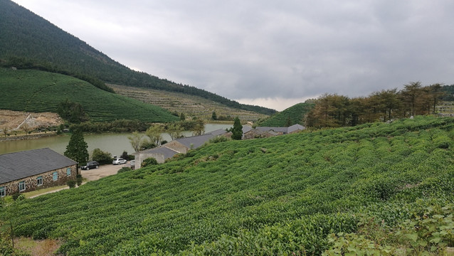 浙江宁波宁海茶山风光