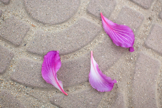 紫色花瓣