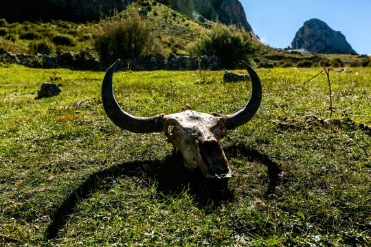 中国西藏昌都丁青孜珠寺牦牛头骨