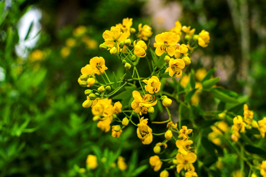 决明花
