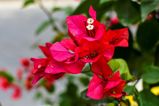 叶子花