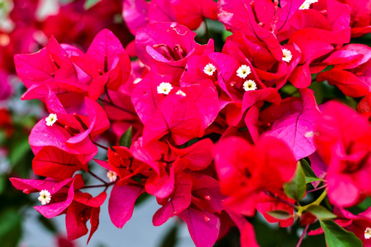 叶子花