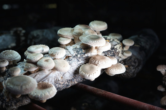 香菇花菇蘑菇