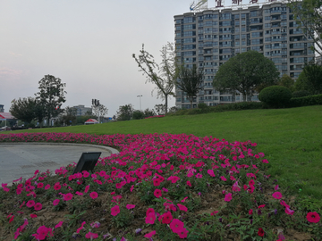 花坛