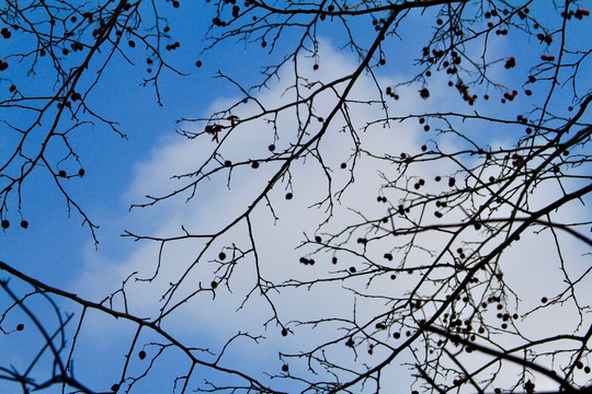 枝叶与蓝天