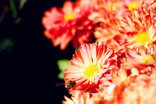 深秋残花中的忙碌蜜蜂