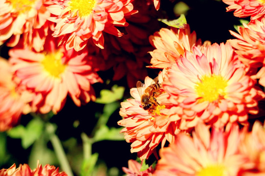 深秋残花中的忙碌蜜蜂