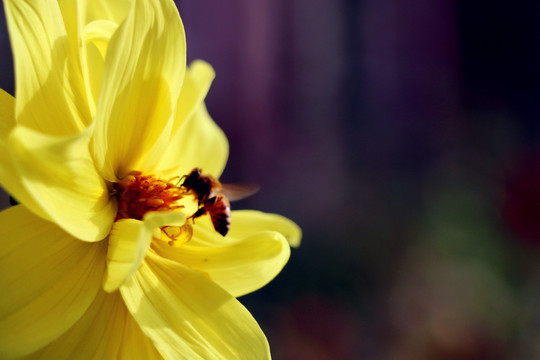 悬停采蜜的蜜蜂蜂