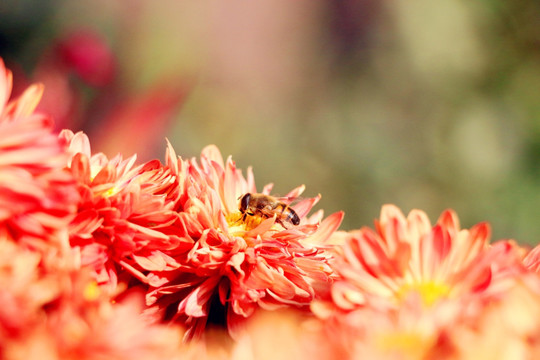 残花中的蜜蜂
