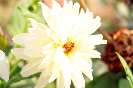 大丽花和蜜蜂