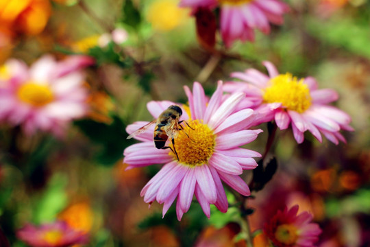 荷兰菊和蜜蜂