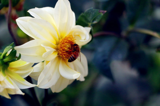 花蕊中的蜜蜂