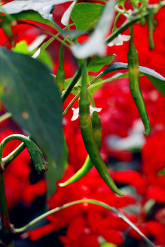 花丛中的小辣椒